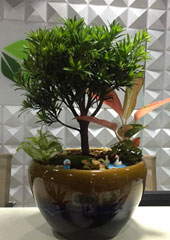 植物盆景設(shè)計搭配