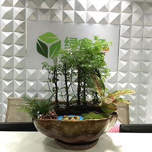 植物設(shè)計(jì)作品-水杉_如意皇后