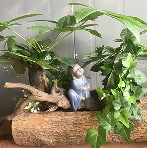 發(fā)財樹組合盆栽
