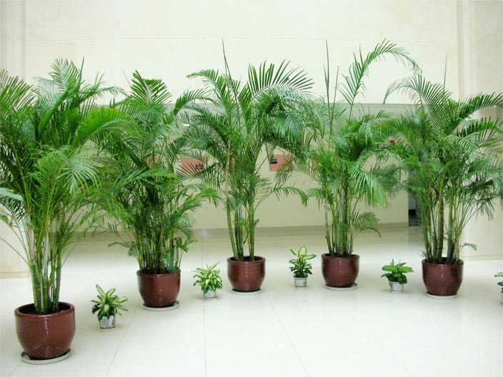 重慶植物租賃 重慶植物租賃