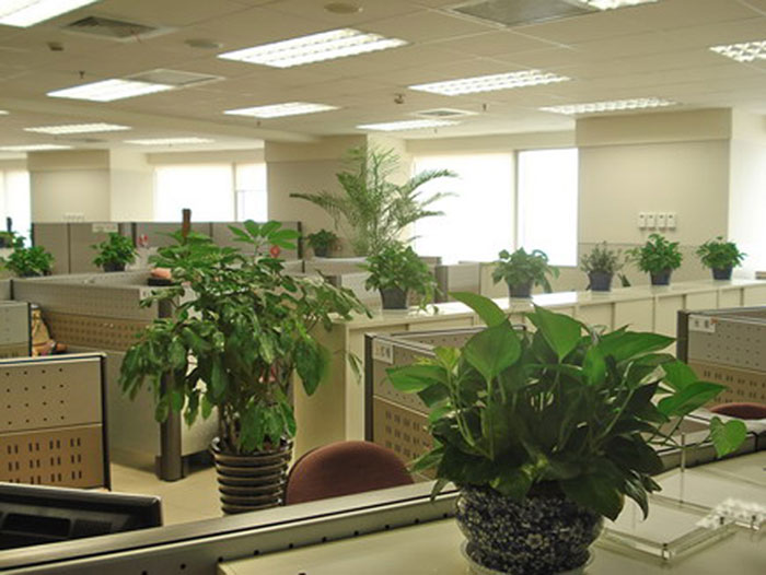 重慶植物租賃 重慶植物租賃