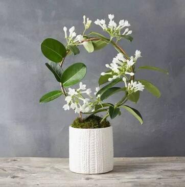 重慶植物租賃介紹茉莉花的養(yǎng)殖方法和注意事項(xiàng) 重慶植物租賃介紹茉莉花的養(yǎng)殖方法和注意事項(xiàng)