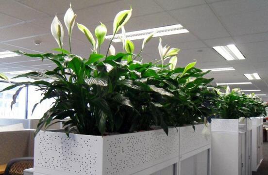 辦公室花卉租賃的好處 辦公室花卉租賃的好處