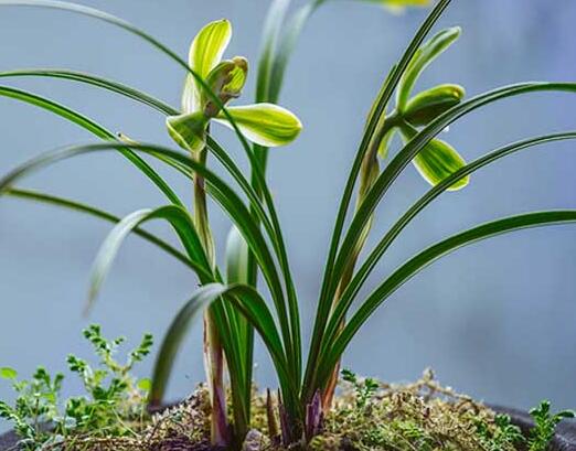 辦公室植物租擺蘭花養(yǎng)護技巧 辦公室植物租擺蘭花養(yǎng)護技巧