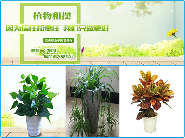 室內(nèi)擺什么植物好,室內(nèi)植物擺放你知道多少 室內(nèi)擺什么植物好,室內(nèi)植物擺放你知道多少
