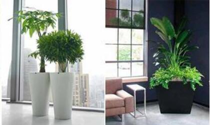 渝北植物租賃哪家公司好 渝北植物租賃哪家公司好