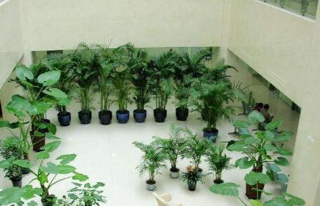渝北植物租賃讓你辦公擁有好心情 渝北植物租賃讓你辦公擁有好心情