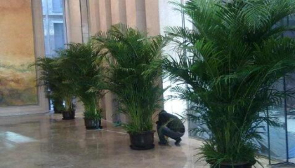 辦公室植物租賃的選擇需要參考哪些方面 辦公室植物租賃的選擇需要參考哪些方面