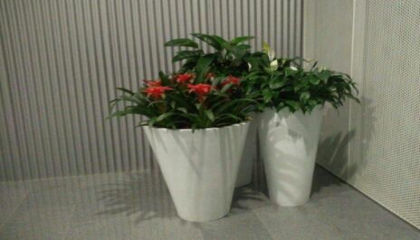 租賃擺放綠植的好處 租賃擺放綠植的好處