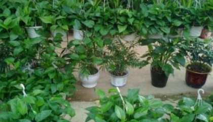 重慶辦公室植物租賃選擇,何種植物最適合上班族 重慶辦公室植物租賃選擇,何種植物最適合上班族