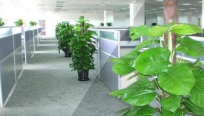重慶辦公室植物租賃選擇,何種植物最適合上班族 重慶辦公室植物租賃選擇,何種植物最適合上班族