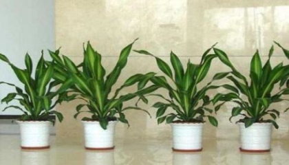 巴南植物租賃怎么樣,重慶植物租賃選擇哪家好 巴南植物租賃怎么樣,重慶植物租賃選擇哪家好