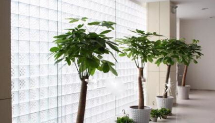 重慶地區(qū)公司放什么植物好,植物租賃專家給你講 重慶地區(qū)公司放什么植物好,植物租賃專家給你講