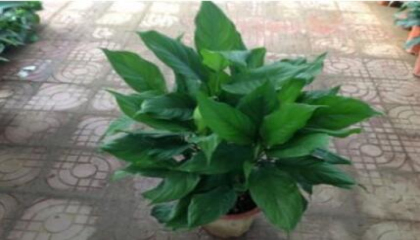 重慶地區(qū)公司放什么植物好,植物租賃專家給你講 重慶地區(qū)公司放什么植物好,植物租賃專家給你講
