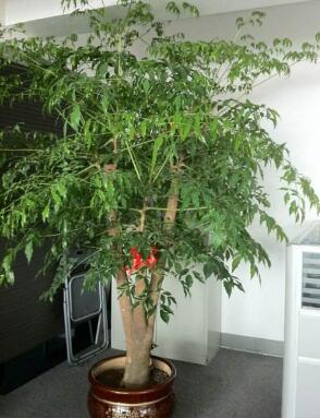 幸福樹(shù) 幸福樹(shù)