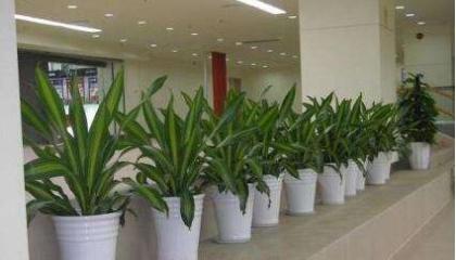 寫字樓租植物選那些植物好,重慶地區(qū)寫字樓植物租賃選哪家公司好 寫字樓租植物選那些植物好,重慶地區(qū)寫字樓植物租賃選哪家公司好