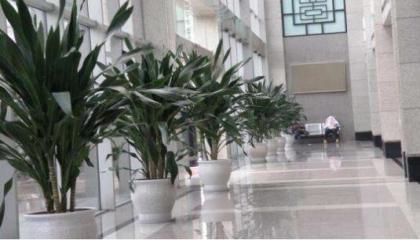 寫字樓租植物選那些植物好,重慶地區(qū)寫字樓植物租賃選哪家公司好 寫字樓租植物選那些植物好,重慶地區(qū)寫字樓植物租賃選哪家公司好