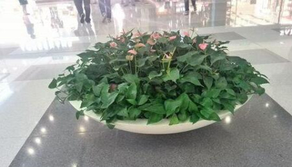 解放碑植物租擺選擇哪家好,解放碑植物租賃公司推薦 解放碑植物租擺選擇哪家好,解放碑植物租賃公司推薦