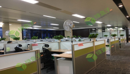解放碑公司植物租賃植物推薦 解放碑公司植物租賃植物推薦