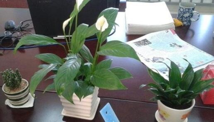 重慶植物租賃,重慶租綠蘿哪家好 重慶植物租賃,重慶租綠蘿哪家好