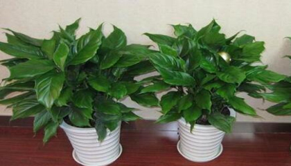 重慶植物租賃,重慶租綠蘿哪家好 重慶植物租賃,重慶租綠蘿哪家好