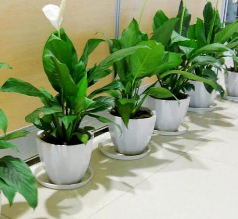 重慶租植物,白掌怎么養(yǎng)殖 重慶租植物,白掌怎么養(yǎng)殖