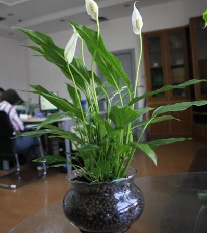 重慶租植物,白掌怎么養(yǎng)殖 重慶租植物,白掌怎么養(yǎng)殖