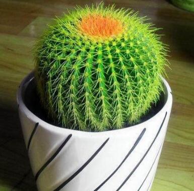 仙人球 仙人球