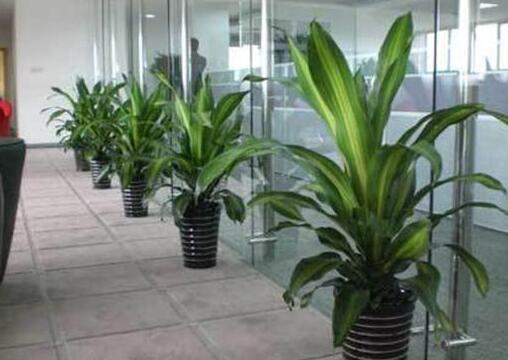適合辦公室養(yǎng)的植物有哪些 適合辦公室養(yǎng)的植物有哪些