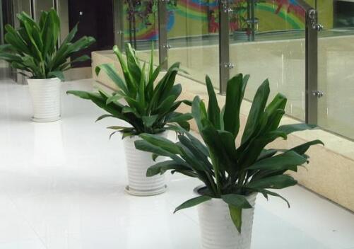 植物租擺環(huán)境特點(diǎn) 植物租擺環(huán)境特點(diǎn)