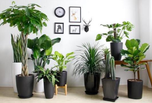 重慶植物租賃公司告訴你家庭室內(nèi)養(yǎng)哪些綠植 重慶植物租賃公司告訴你家庭室內(nèi)養(yǎng)哪些綠植