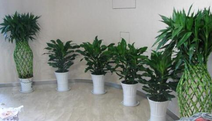 照母山植物租擺選擇哪家好,為什么選擇它好 照母山植物租擺選擇哪家好,為什么選擇它好