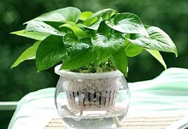 房內(nèi)植物.jpg 房內(nèi)植物.jpg