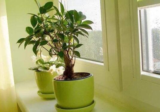 植物租賃.jpg 植物租賃.jpg