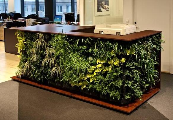 辦公樓植物.jpg 辦公樓植物.jpg