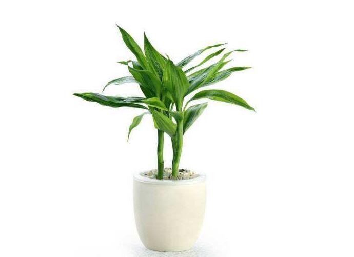 辦公室植物租賃.jpg 辦公室植物租賃.jpg