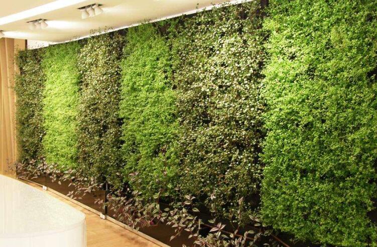 綠植墻.jpg 綠植墻.jpg