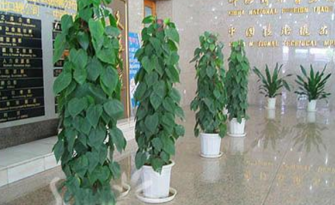 植物租賃.png 植物租賃.png