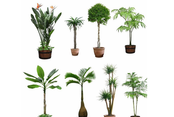 室內(nèi)植物.png 室內(nèi)植物.png