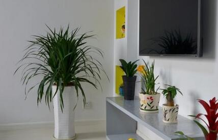 室內(nèi)植物租擺.jpg 室內(nèi)植物租擺.jpg