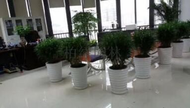 辦公室植物租賃.jpg 辦公室植物租賃.jpg