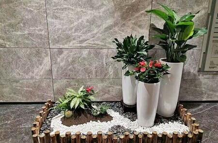 植物租擺.jpg 植物租擺.jpg
