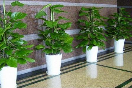 植物租賃.jpg 植物租賃.jpg