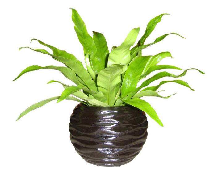植物盆栽.jpg 植物盆栽.jpg