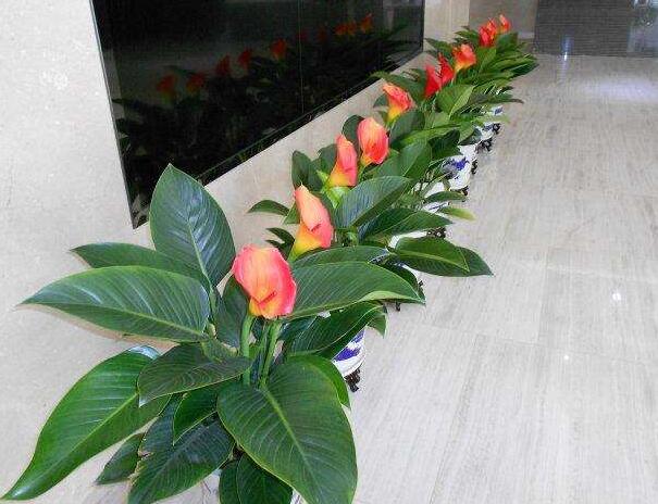植物租賃.jpg 植物租賃.jpg