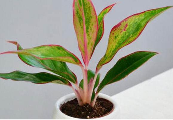 植物租擺.jpg 植物租擺.jpg