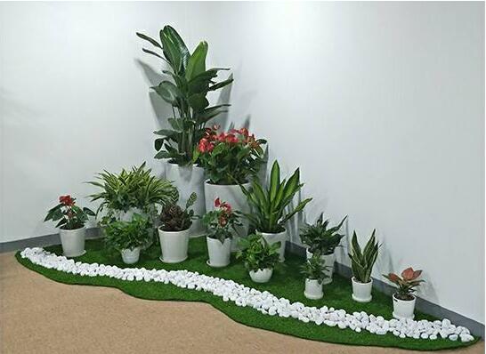 室內(nèi)植物租賃.jpg 室內(nèi)植物租賃.jpg