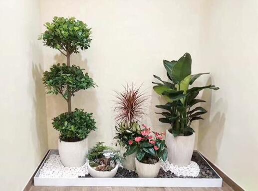 植物租賃如.jpg 植物租賃如.jpg