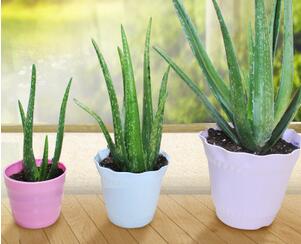 植物租賃花盆.jpg 植物租賃花盆.jpg