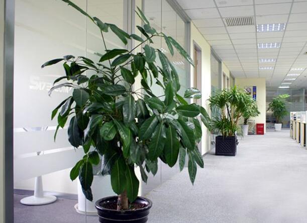 辦公室植物租賃.jpg 辦公室植物租賃.jpg